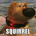 Animated Dog Squirrel caption