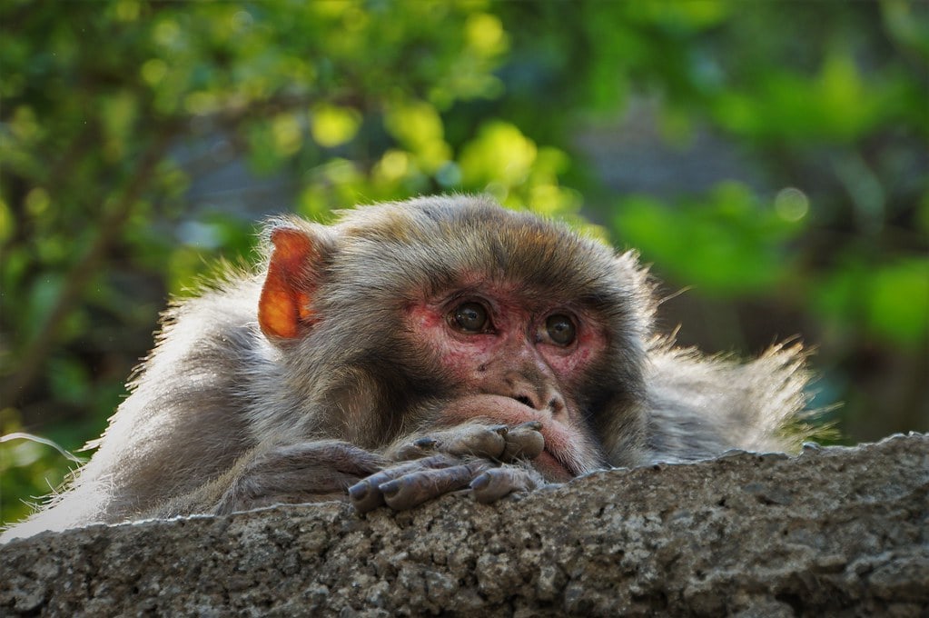 Monkey image