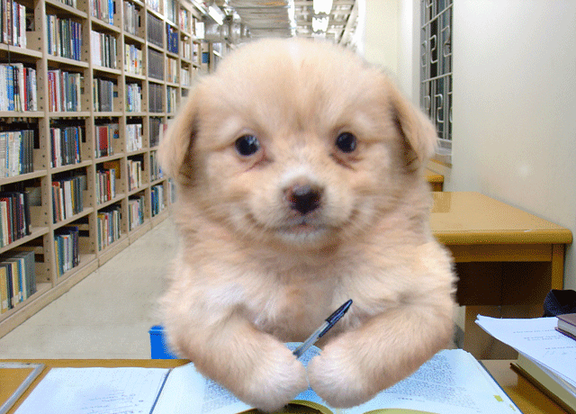 smiling-dog-29